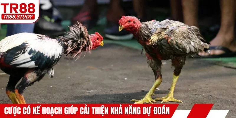 Cá cược có kế hoạch giúp cải thiện khả năng dự đoán