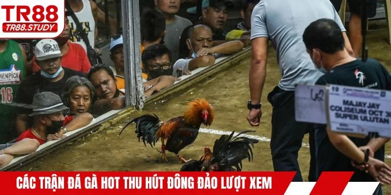 Các trận đá gà hot thu hút đông đảo lượt xem