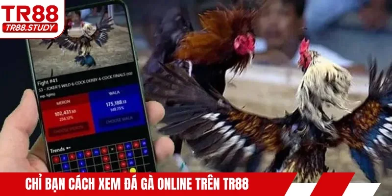 Chỉ bạn cách xem đá gà online trên TR88