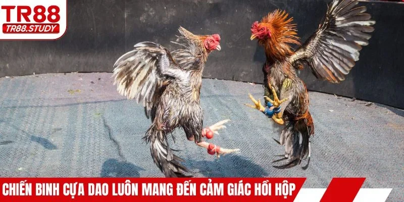 Chiến binh cựa dao luôn mang đến cảm giác hồi hộp