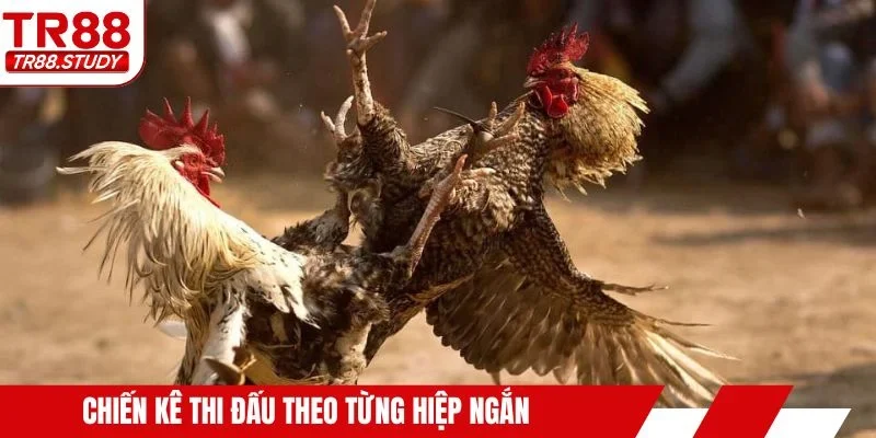 Chiến kê thi đấu theo từng hiệp ngắn