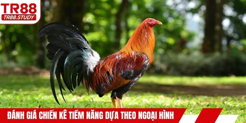 Đánh giá chiến kê tiềm năng dựa theo ngoại hình
