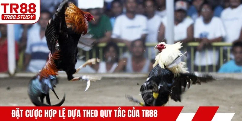 Đặt cược hợp lệ dựa theo quy tắc của TR88