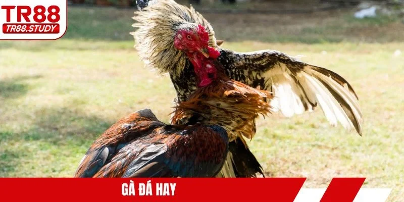 Gà đá hay