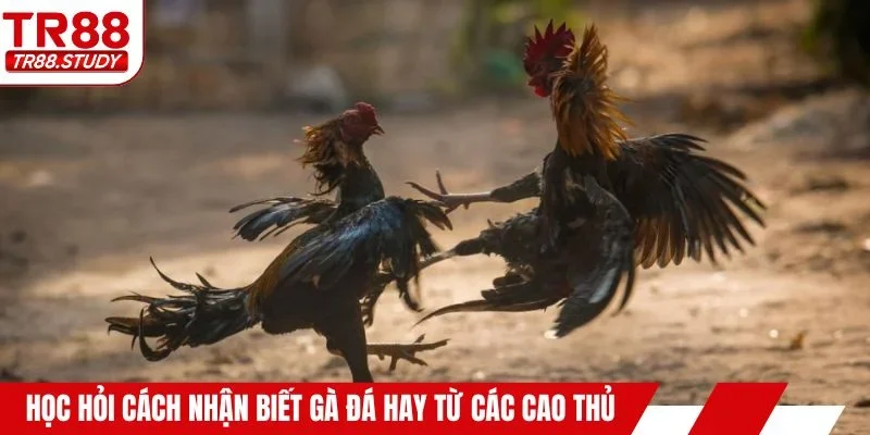 Học hỏi cách nhận biết gà đá hay từ các cao thủ
