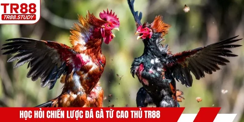Học hỏi chiến lược đá gà từ cao thủ TR88