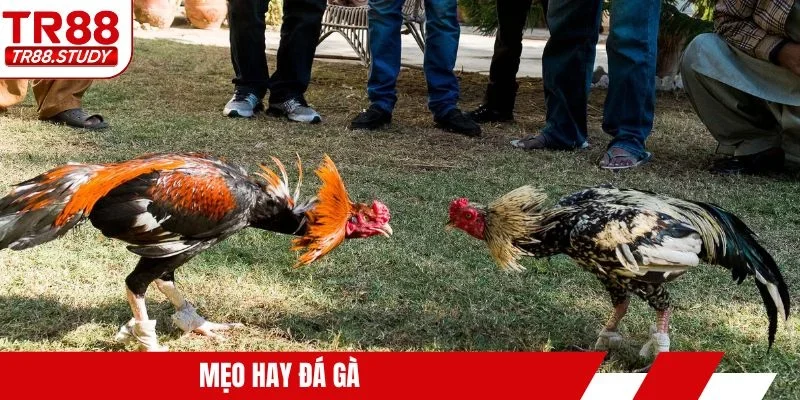 Mẹo hay đá gà