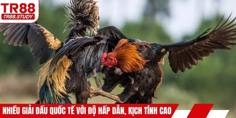 Nhiều giải đấu quốc tế với độ hấp dẫn, kịch tính cao