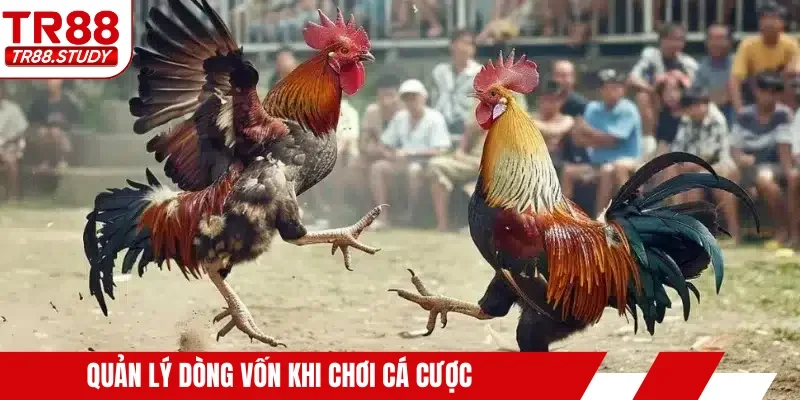 Quản lý dòng vốn khi chơi cá cược