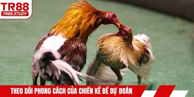 Theo dõi phong cách thi đấu của chiến kê để dự đoán