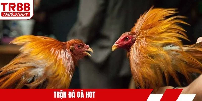 Trận đá gà hot