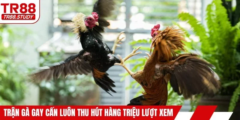 Trận gà gay cấn luôn thu hút hàng triệu lượt xem