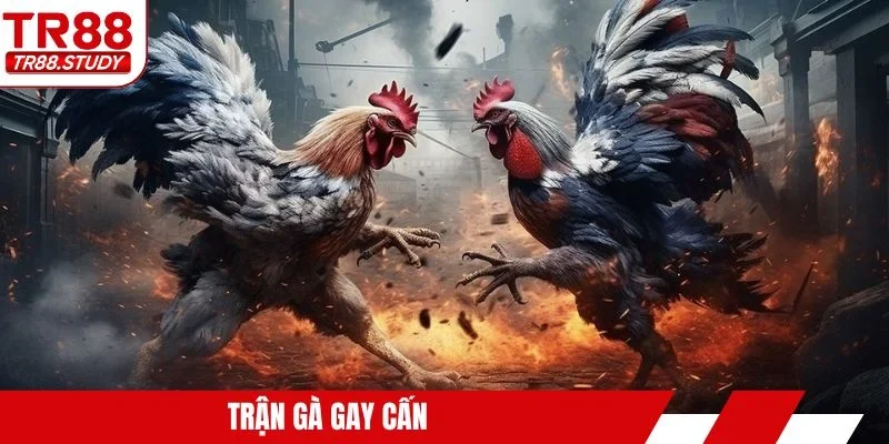 Trận gà gay cấn