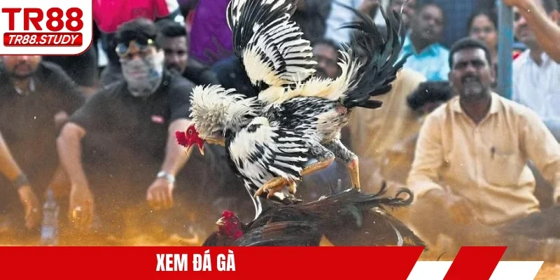 Xem đá gà